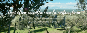 FASCIA OLIVATA ASSISI – SPOLETO